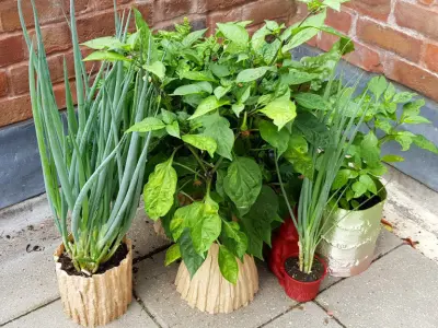 Birch Tree 3D Scan Applied to Functional and Decorative Items Free 3D print model