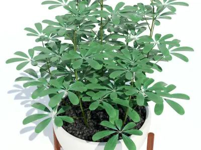 Plants collection 73 Modernica pots 3D model