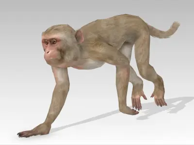 Macaque Low-poly 3D model