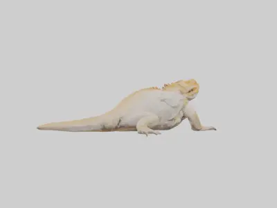Bearded Dragon basking model 3D model