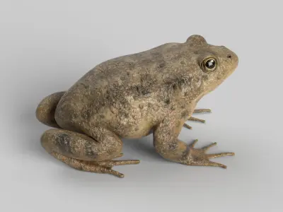 Toad Frog 3D model