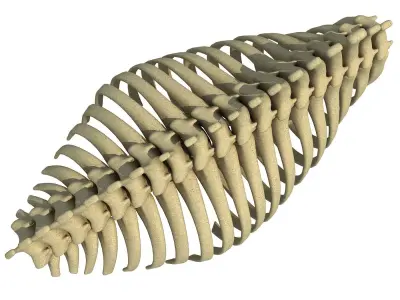 3D Animal Rib Cage 91 3D model