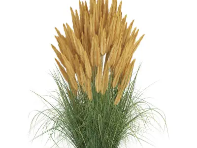 Ornamental Grass 2 3D model