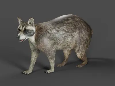 Raccoon Rigged in Blender Low-poly 3D model