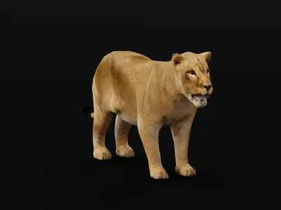  Southern African Lion Low-poly 3D model