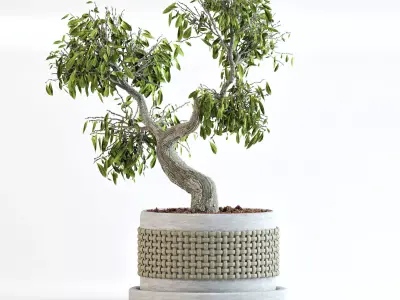 Clove bonsai 3D model