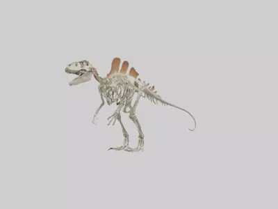 Spinosaurus Skeleton model 3D model