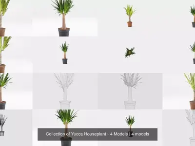 Collection of Yucca Houseplant - 4 Models