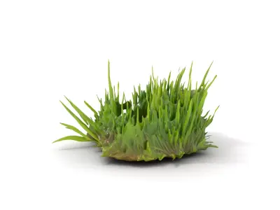 Lush Grass Foliage model pack Low-poly 3D model