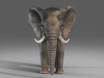 Fur Elephant Rigged in Blender  Zbrush Low-poly 3D model