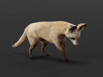 Bat Eared Fox Animal  Low-poly 3D model