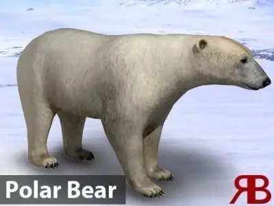 Polar Bear Low-poly 3D model