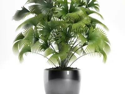  palm plants 126 3D model