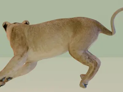 Lioness 3D model