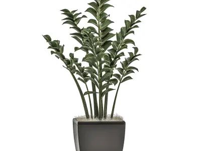 Zamioculcas in pots on a stand for the interior 527 3D model