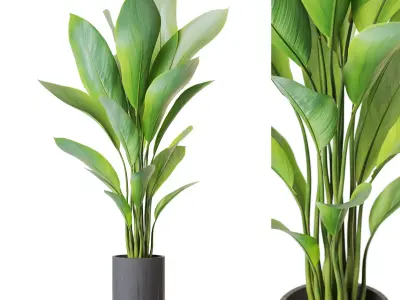 Plants collection vol 55 