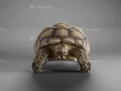 Sulcata Tortoise Animation - Blender  3D model