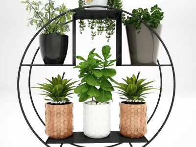 Realistic plants in pots  3D model