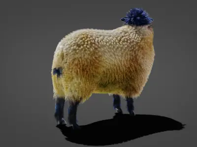 Fur Sheep Rigged in Blender  Low-poly 3D model