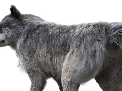 Wolf 3dmodel Animated Rigged 3D model