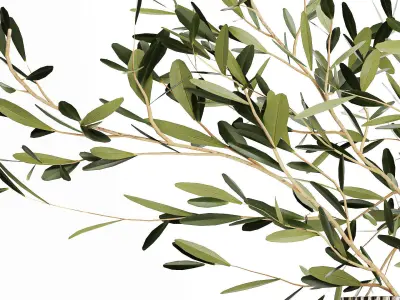 Realistic flower bouquet decoration of olive branches 3D model