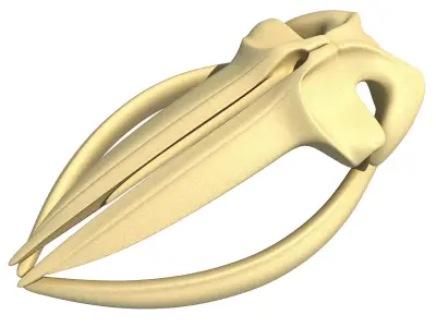 Fin Whale Skull 3D model