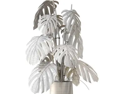 Monstera Deliciosa Plant Model 3D model