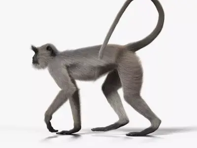 Gray langur Animated VFX Grace 3D model