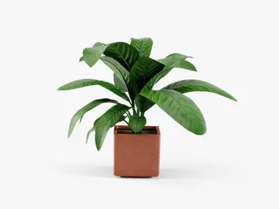 Plant in pot 3D model