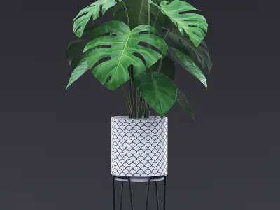Cheese Plant I 3D model