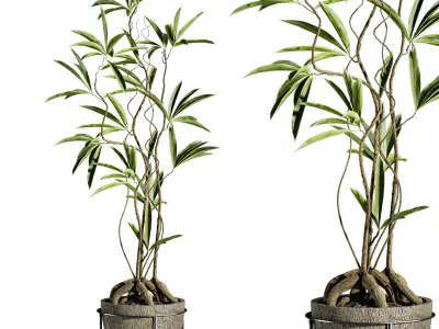Plants Set 3D model buy