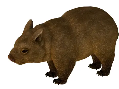 wombat rig  high-poly  textured 3D model