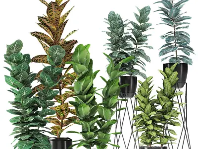 Collection Plant in Pot Flowerpot Exotic Plant 01 3D model