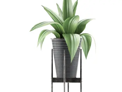 Plants Collection 107 3D model