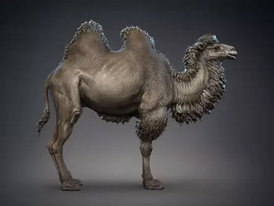 Bactrian Camels  - TPose 3D model