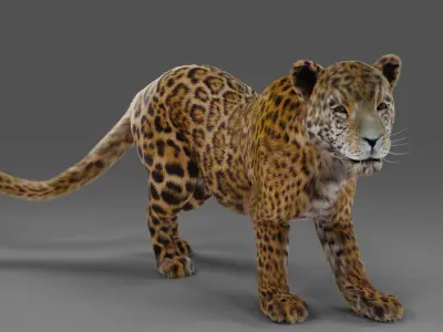 Fur Jaguar V02 Panther Rigged in Blender Low-poly 3D model