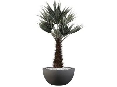 Chamaerops palm 3D model