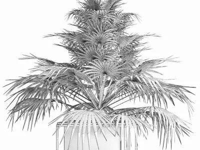 Plants Collection 167 Arabian Sabal Minor 3D model