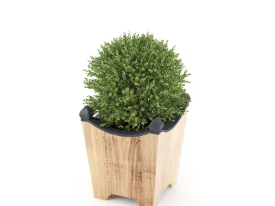 BOXWOOD TOPIARY 3D model