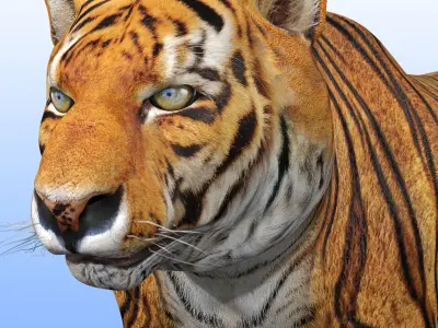 Tiger Rig 3D model