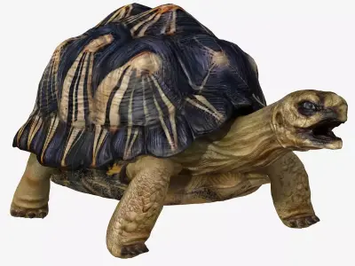 Radiated Tortoise Low-poly 3D model