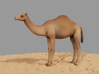Camel LowPoly in desert Low-poly 3D model