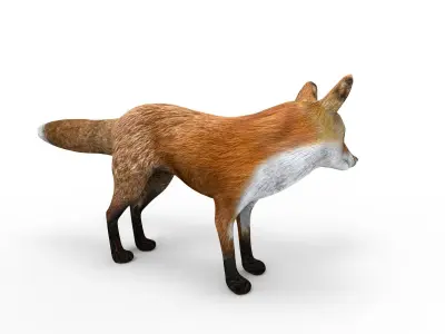 3D Fox Rigged Animated model Low-poly 3D model