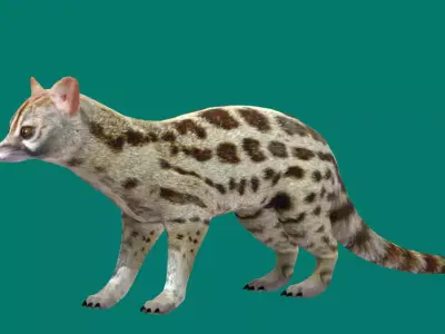 Genet Animal Game Ready Low-poly 3D model