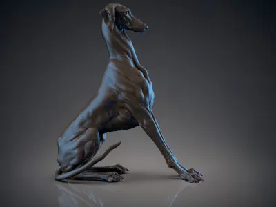 Dog Azawakh Symmetry   -  3D Sculpting 3D model