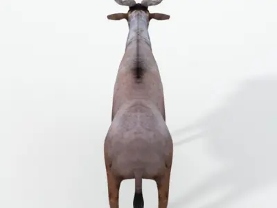 Wildebeest Gnu Low-poly 3D model