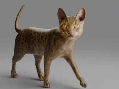 3D Cat Grey Rigged in Blender Low-poly 3D model