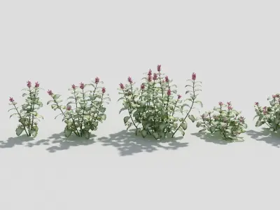 Lamium plant with flowers 3D model
