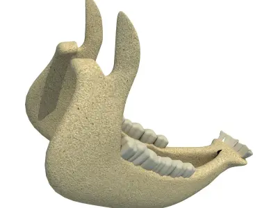 Cow Animal Jaw 77 3D model