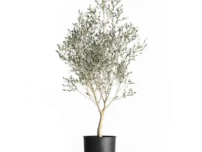 Olive tree in a flowerpot for the interior 967 3D model